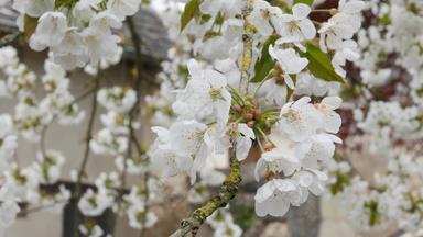 盛开的苹果樱桃树公园废弃的由于科维德冠状病毒<strong>疫情春天</strong>法国